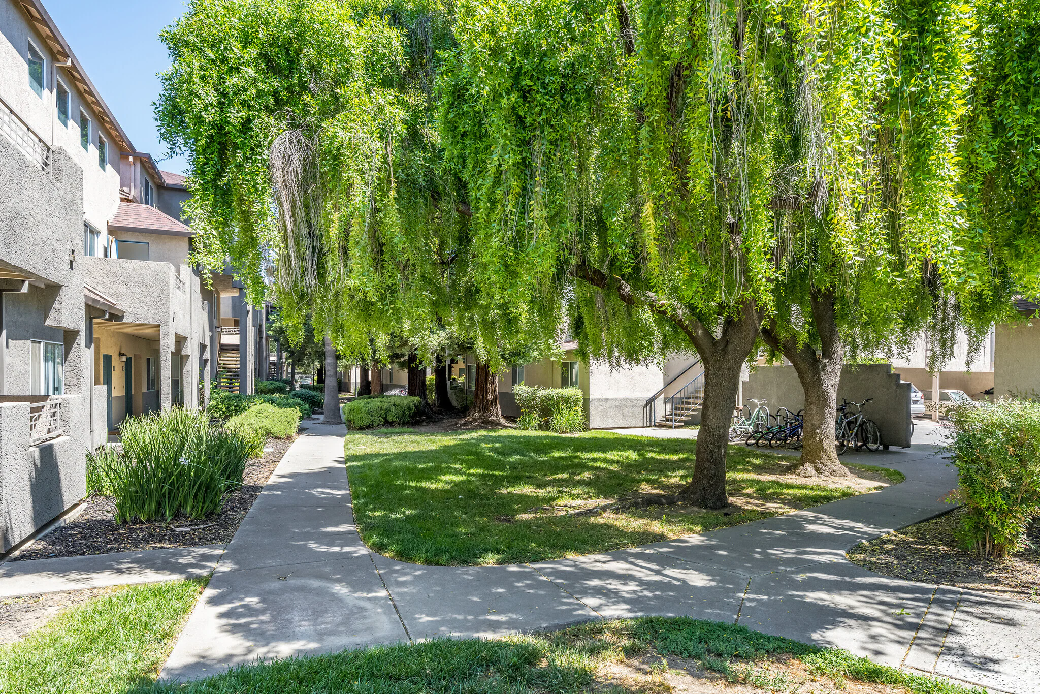 Shaded courtyard with hanging willow-like trees, walkways and bike parking at student apartments near UC Davis